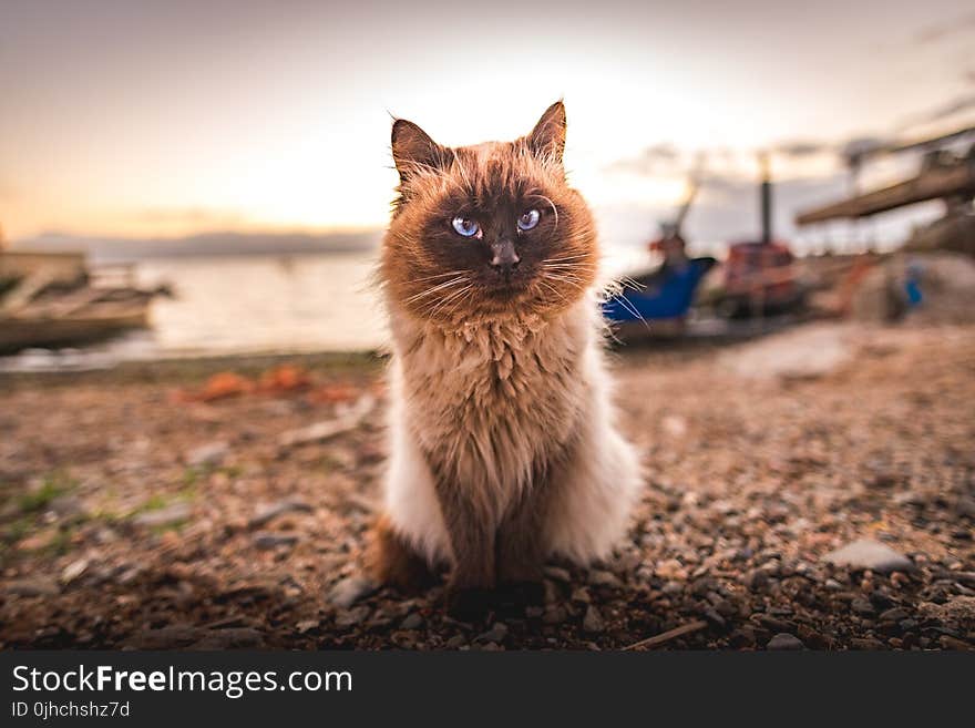 Grey And White Fur Cat