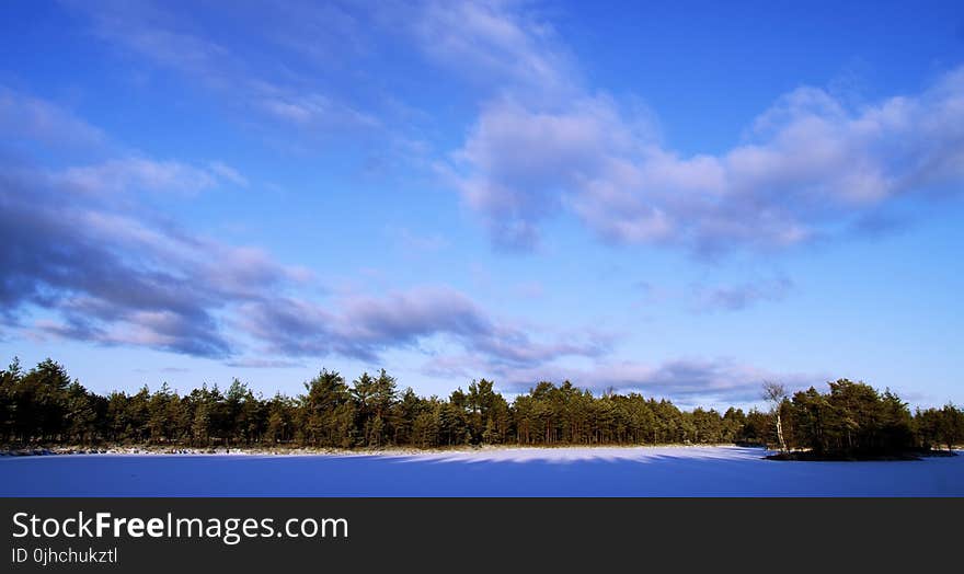 Photo of Trees During Winter