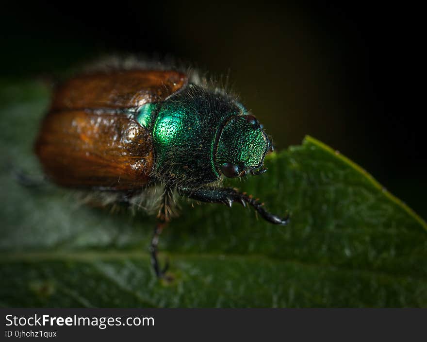 Macro Photography of Japanese Beetle Perched on Green Leaf