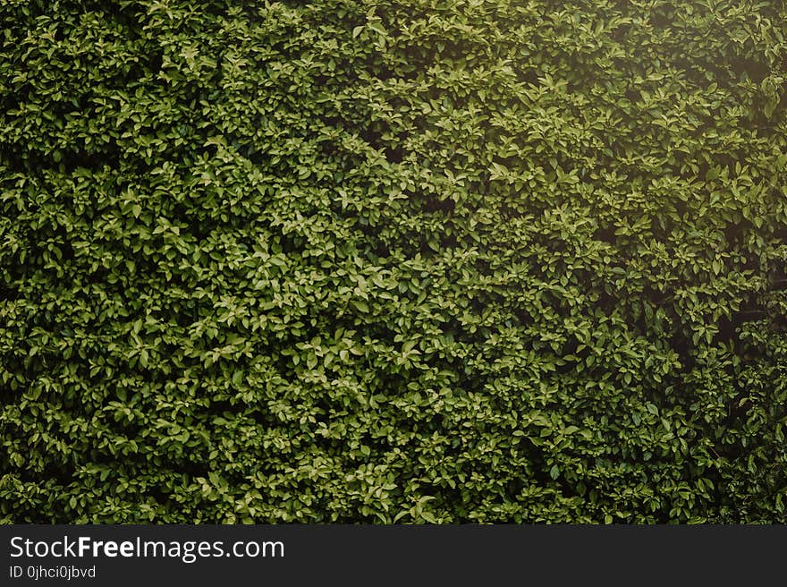 Photo of Hedge