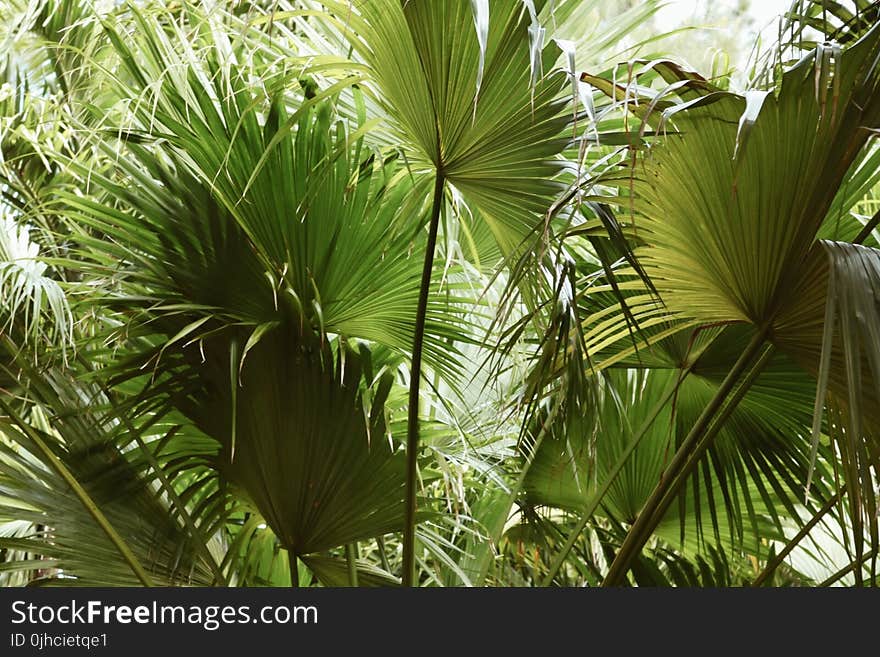 Green Fan Leaf Plant