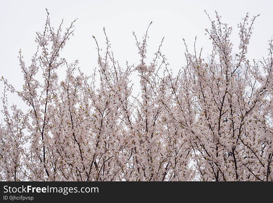 Photo of Cherry Blossoms