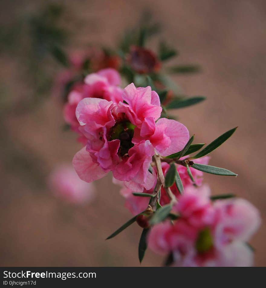 Selective Focus Photography of Pink Petaled Flower