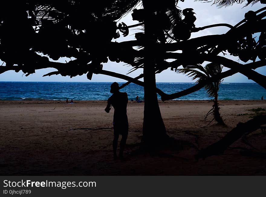 Silhouette Of Man Beside Tree Near Seashore