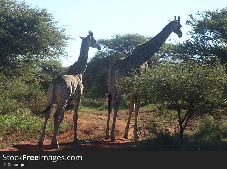 Two Giraffes Standing Near Trees