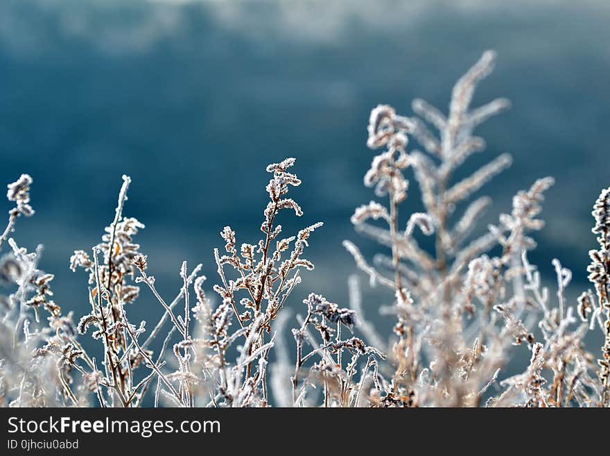 Frosted Plant