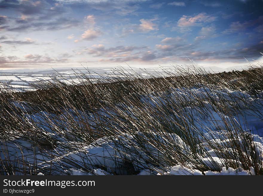 Green Grass With Snow