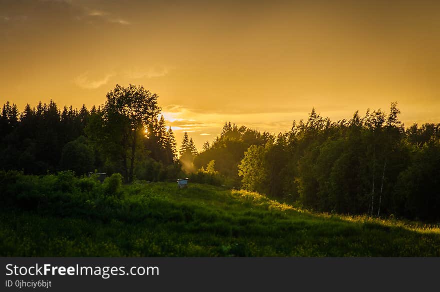 Forest During Sunset