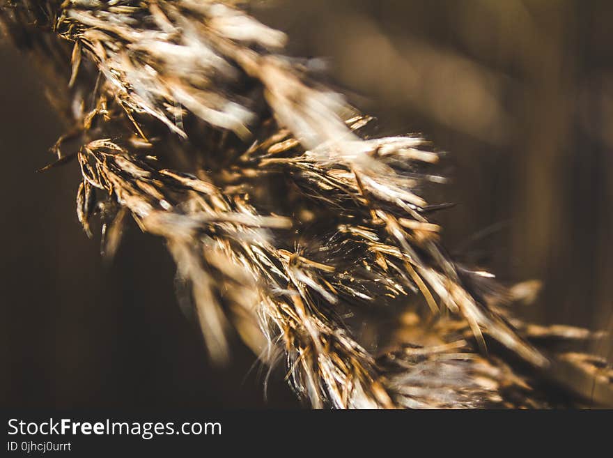 Selective Focus Photography Of Brown Plant