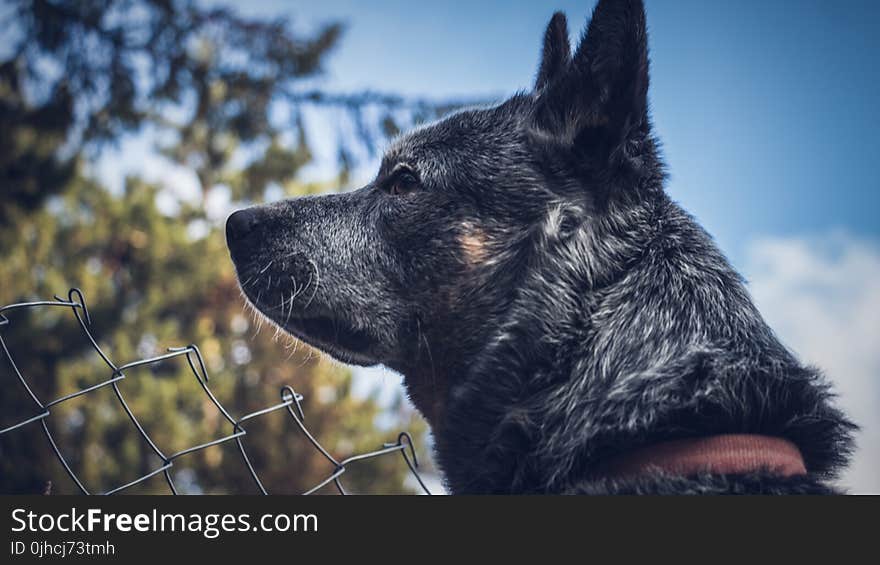 Portrait of a Dog