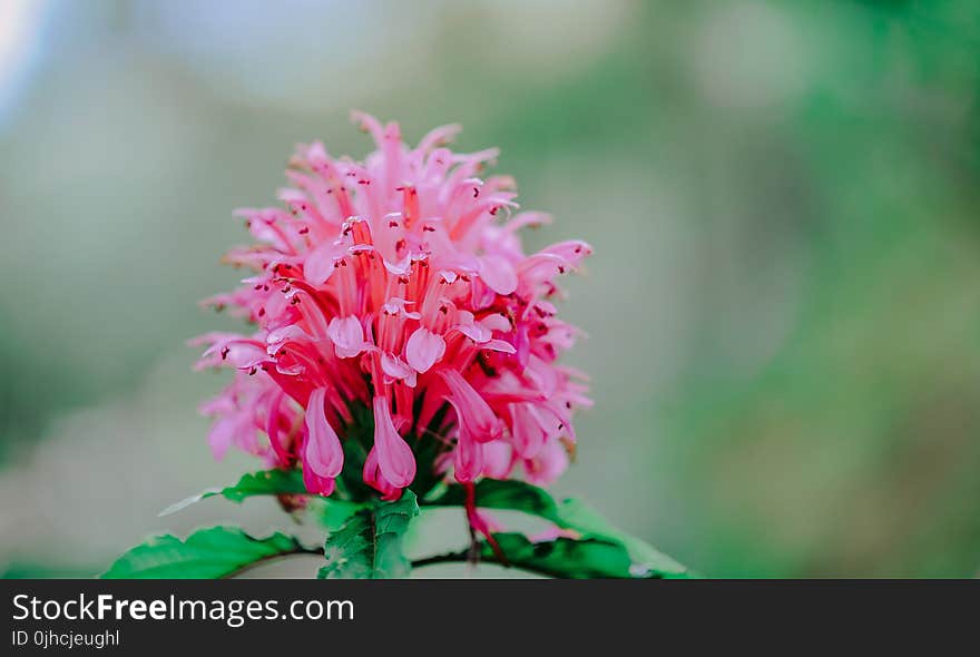 Close-Up Photography of Pink Flower