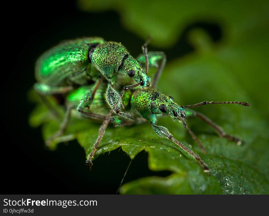 Close Up Photo of Two Jewel Weevils on Green Leaf