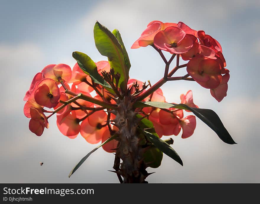 Close-up Photography of Euphorbia