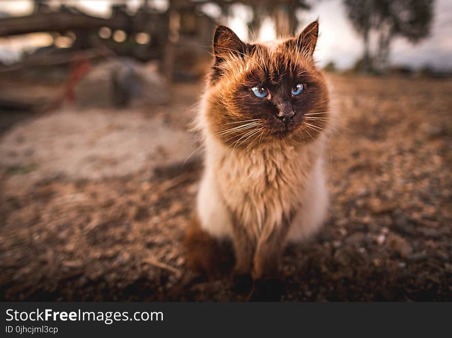 Himalayan Cat