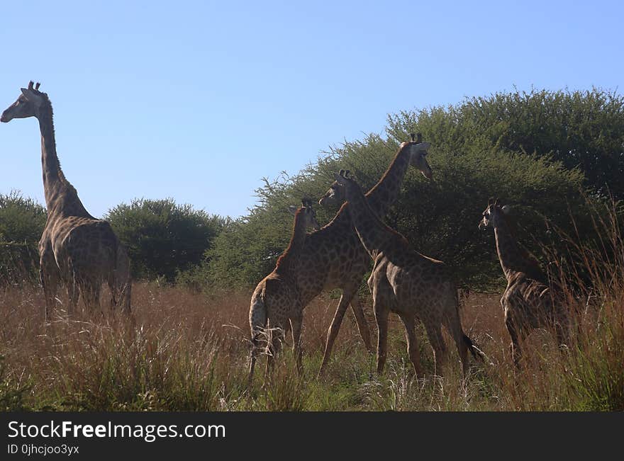 Photo of Giraffes in the Field