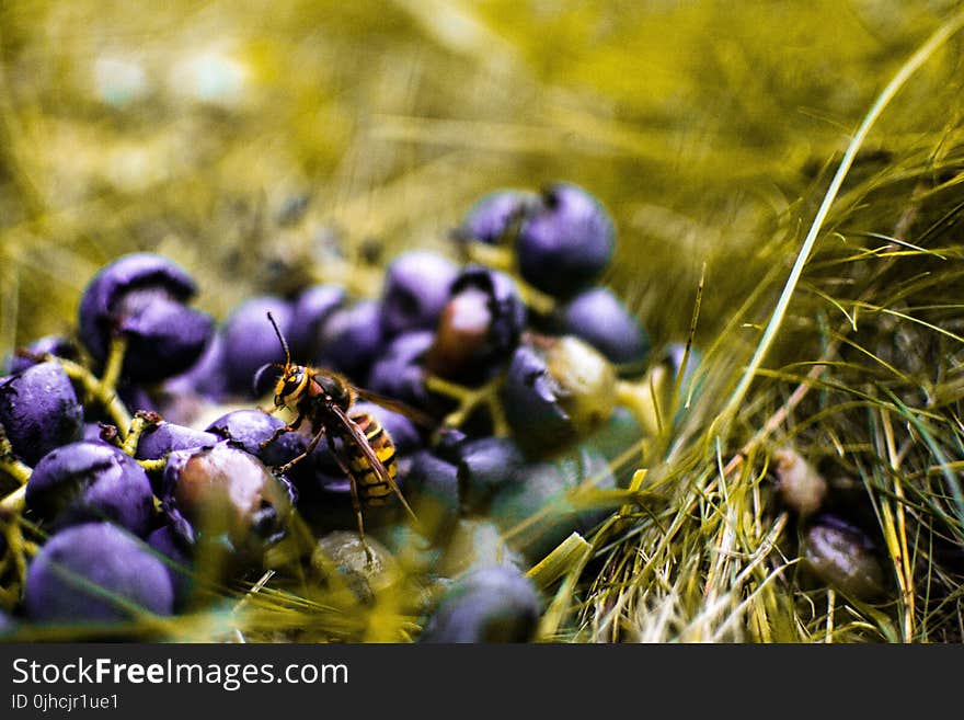 Yellow Wasp On Blueberry