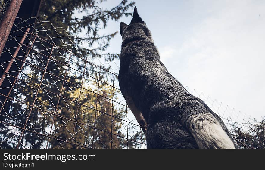 Low Angle Photography of Adult Gray German Shepherd