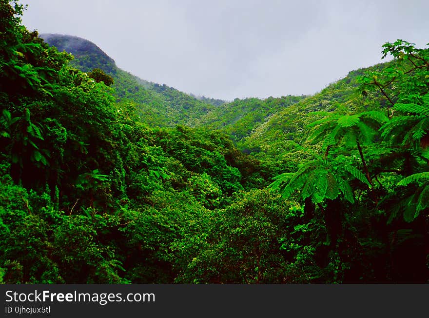 Mountain Covered With Green Trees