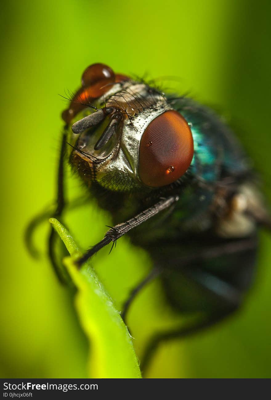 Photography of Fly on Green Leaf