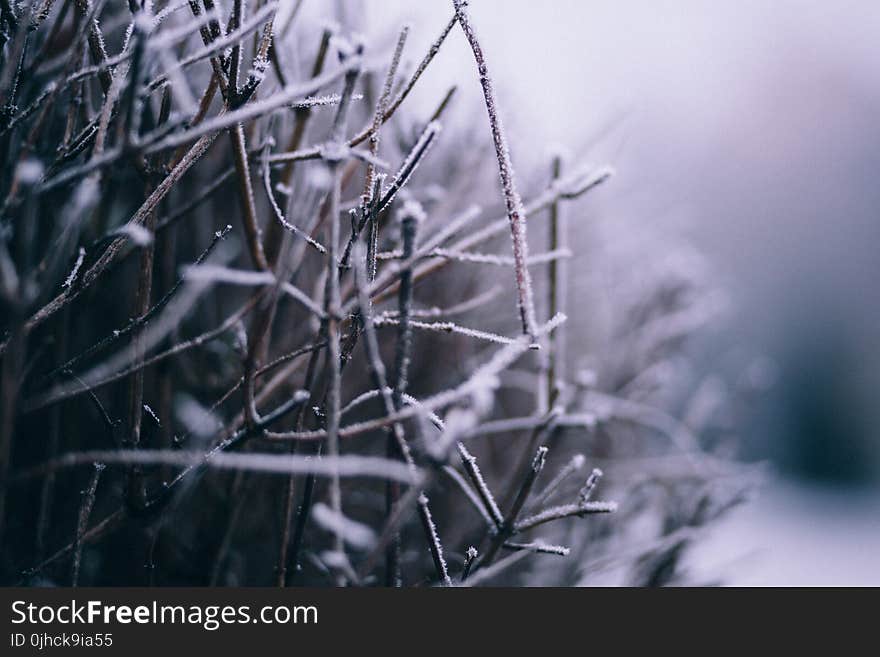 Macro Photography of Branch With Snow