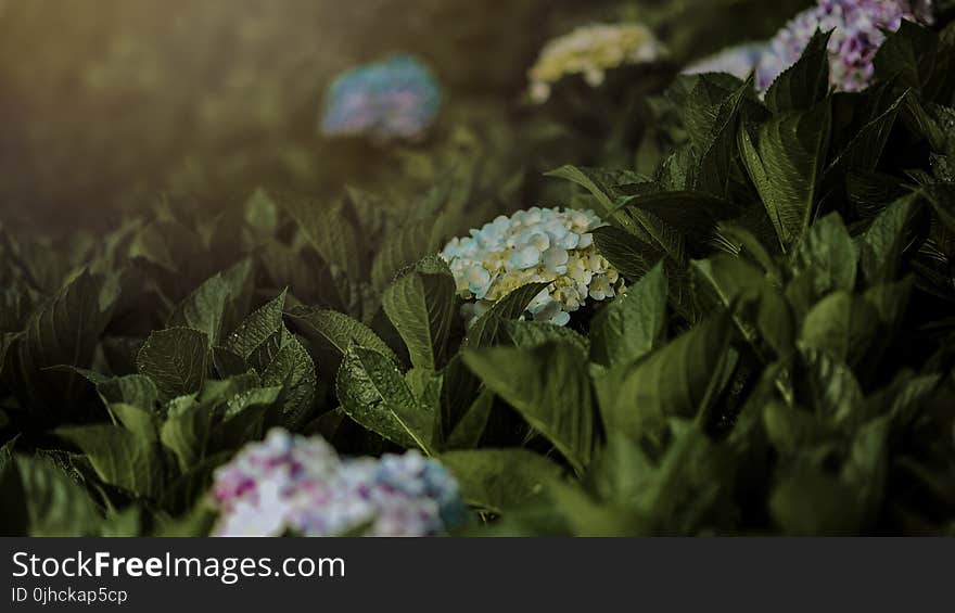 Close-up Photo of Flowers