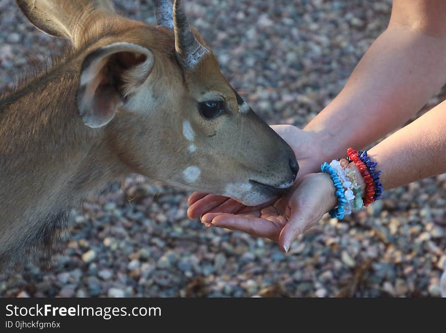 Brown Goat