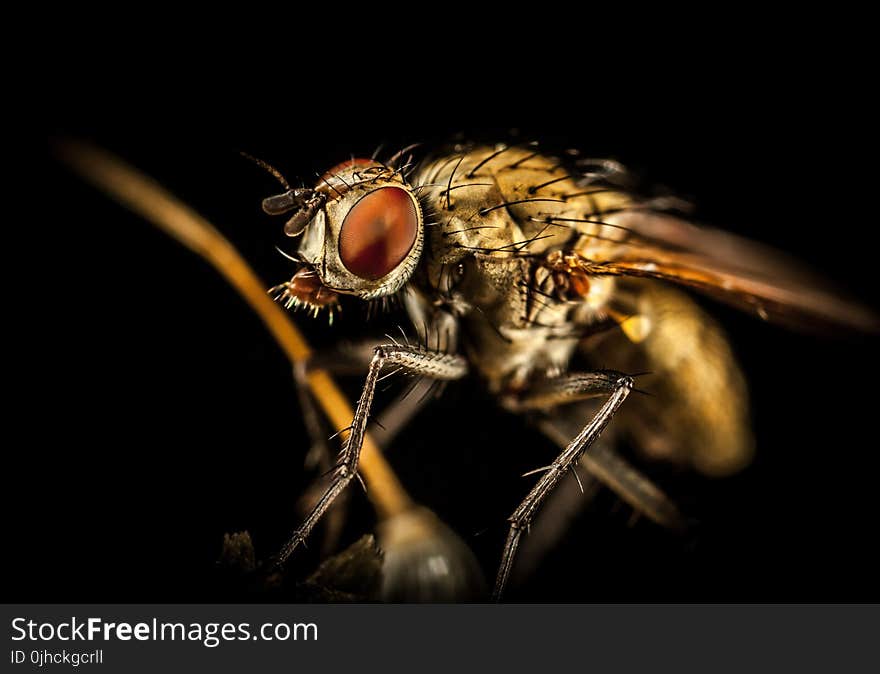 Macro Photography Of Housefly