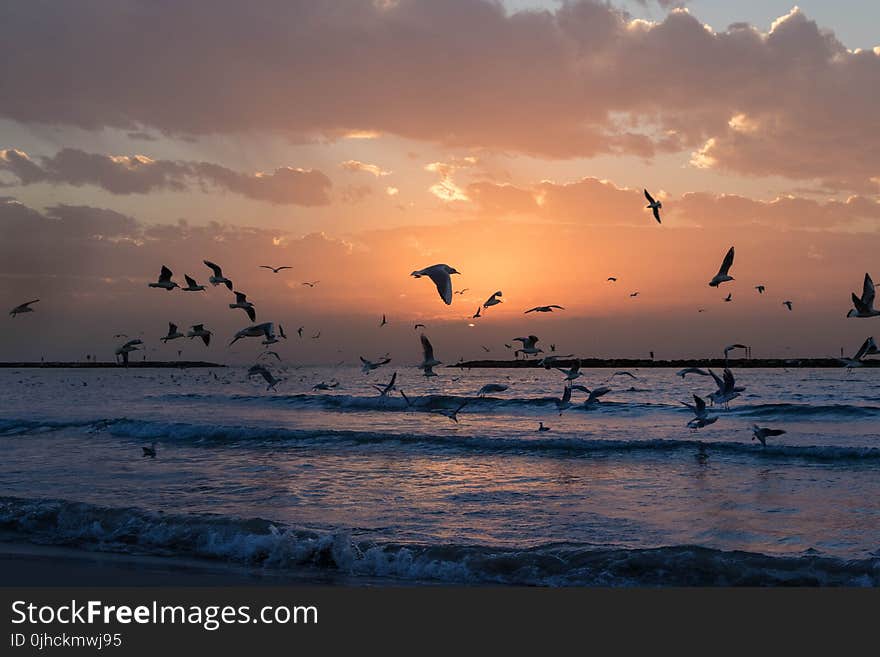 Flock Of White Birds Photo During Sunset