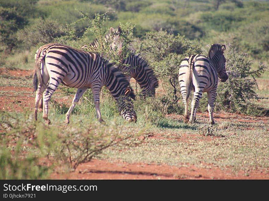 Herd of Zebras Eating Grass