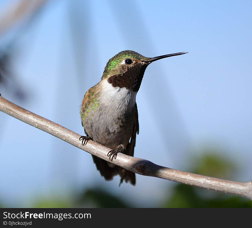 Shallow Focus Photography of Gray and Green Bird on Branch