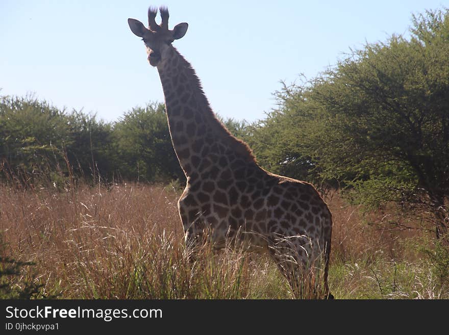 Photography of Giraffe During Daytime