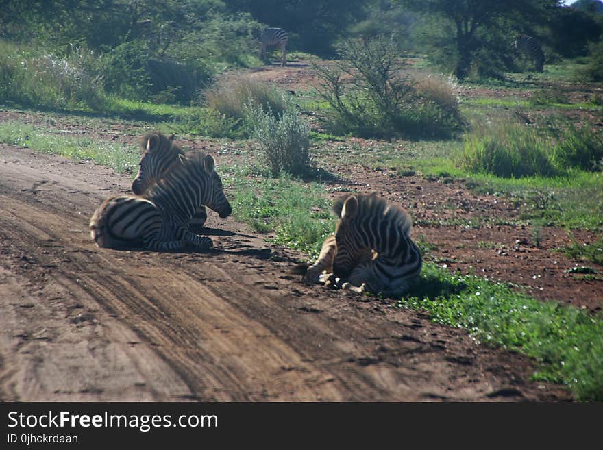 Photography of Three Zebras Lying Down