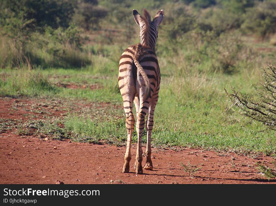 Close-up Photography of a Zebraa