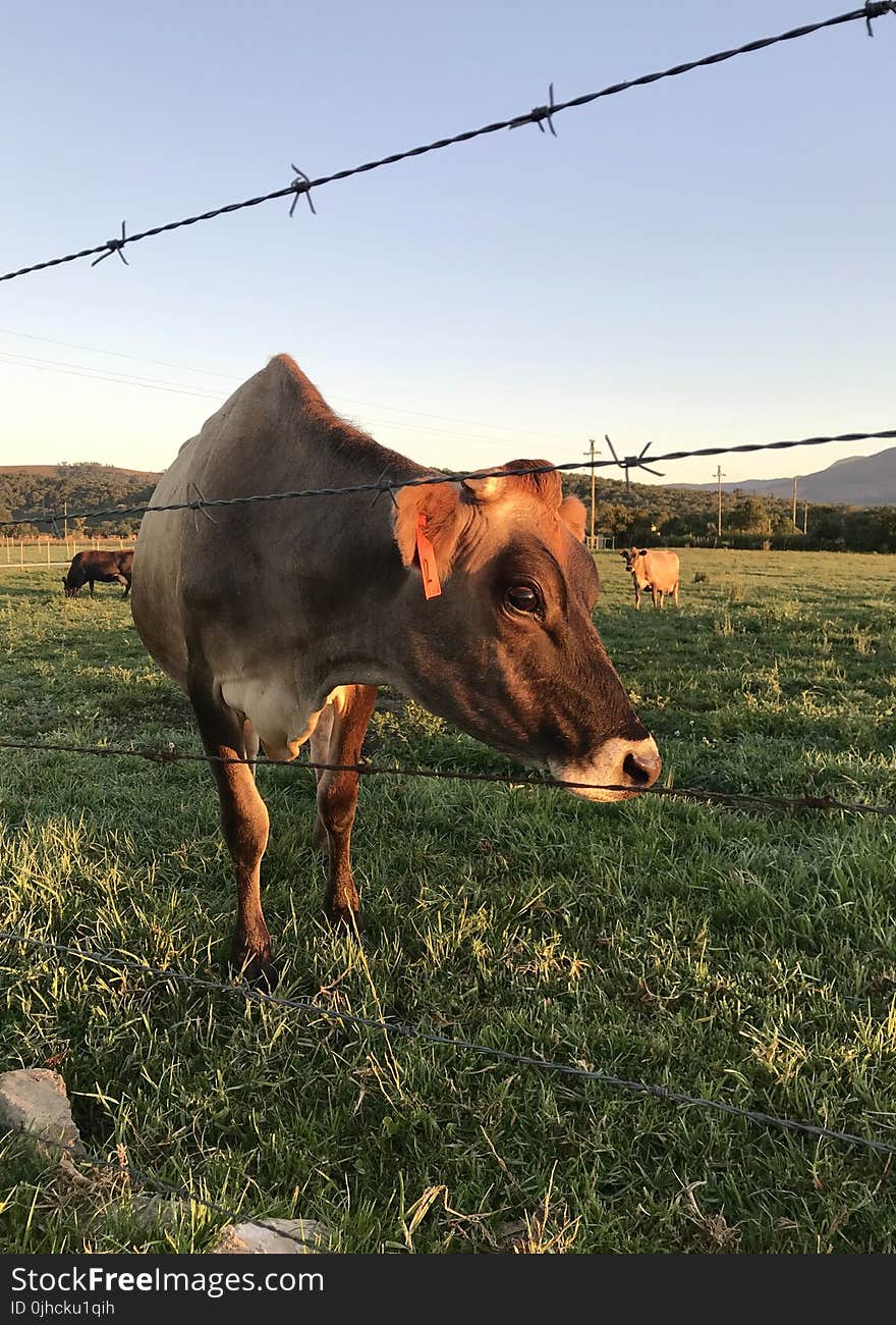 Close-Up Photography of Cow on Grass Field