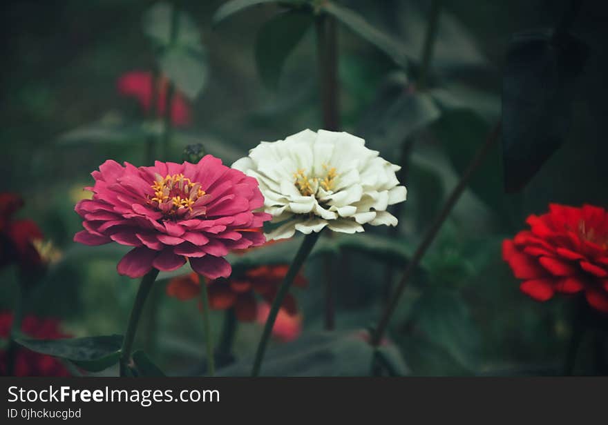 Close-Up Photography of Zinnia Flowers