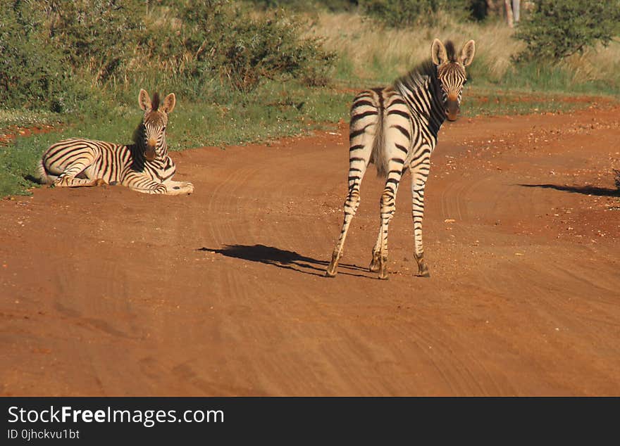 Photography of Two Zebras on Road