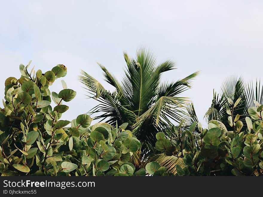 Green Leafed Plants