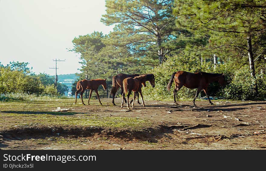 Photo of Horses in the Forest