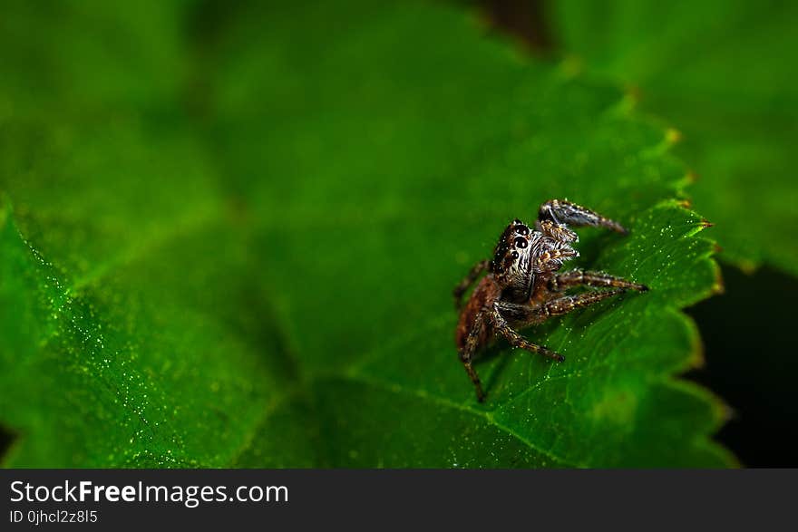 Macro Photography of Spider On Leaf