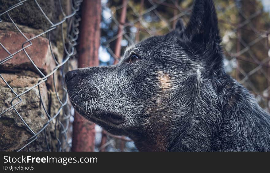 Close-up Photography of a Dog