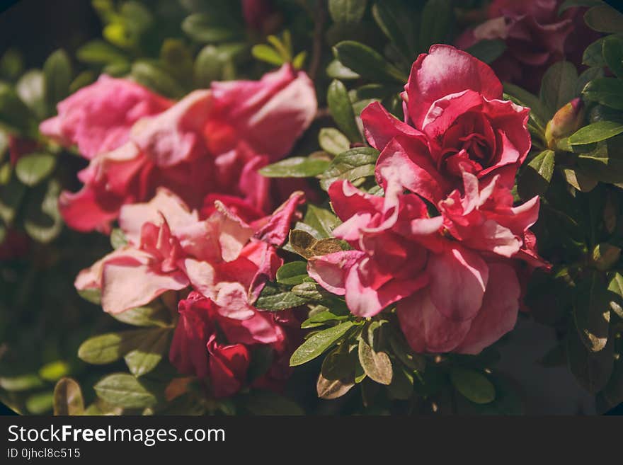 Close-up Photography of Pink Roses