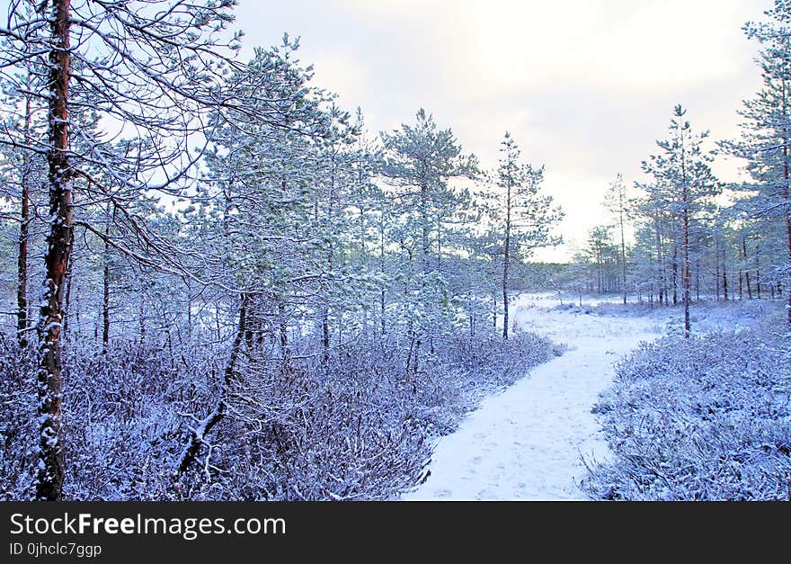 Photo Trees Covered With Snow