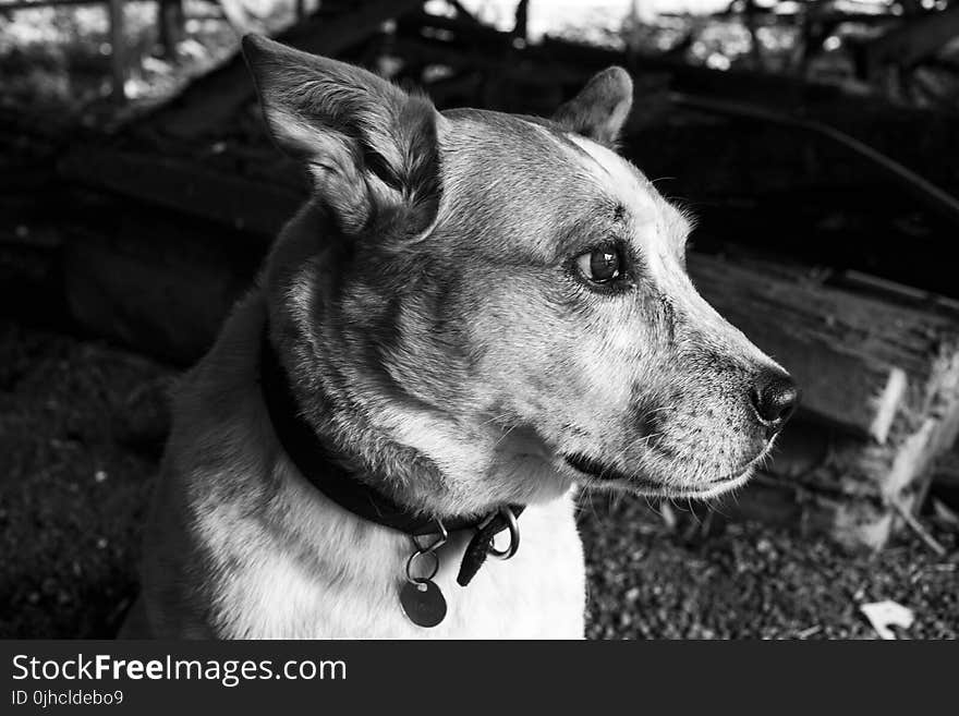 Monochrome Photography of a Dog