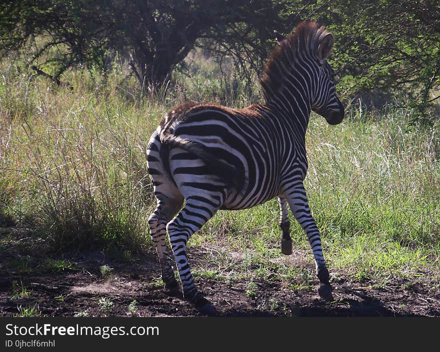 Photography of a Zebra Running