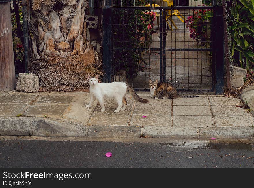 Two Short-fur White and Brown Cats Near Black Metal Gate