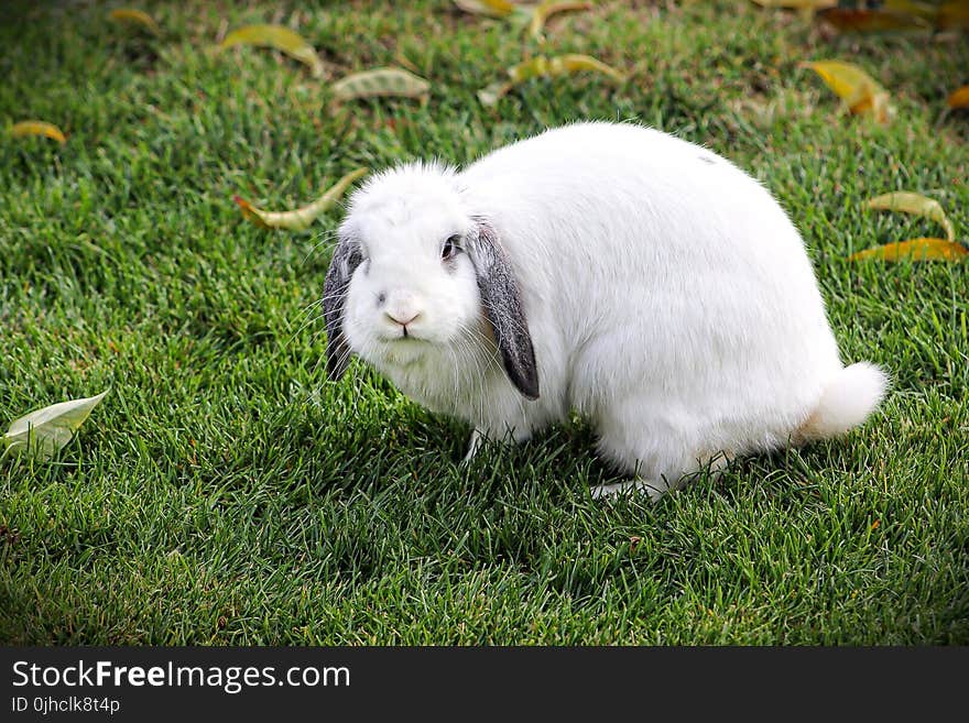 Short-coated White Rabbit