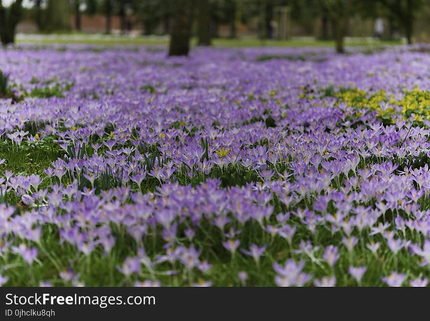 Purple Petaled Flowers