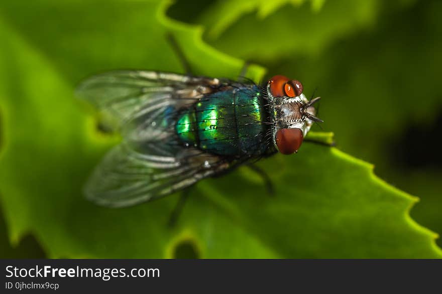 Macro Photography of Green Fly