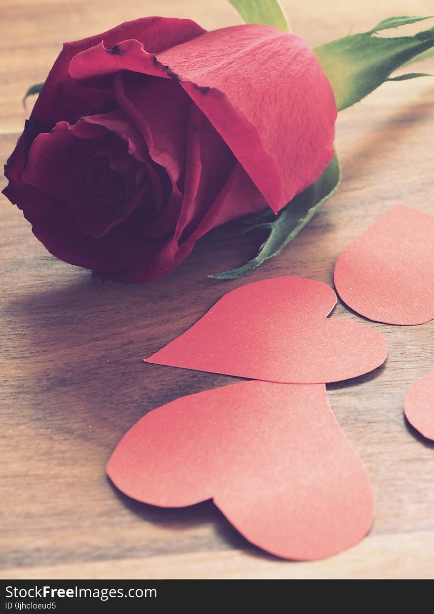 Close-Up Photography of Red Rose