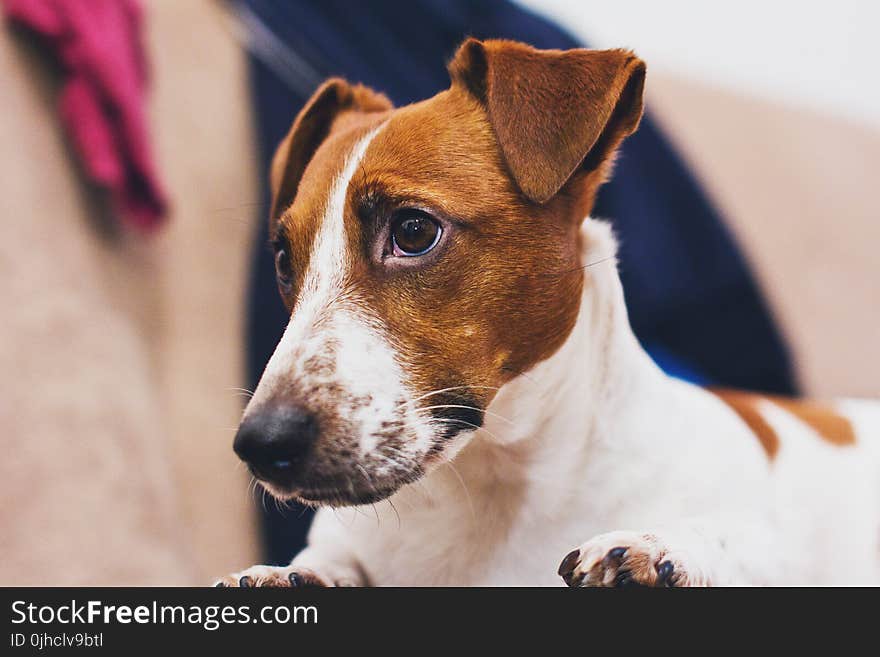 Still Life Photo of White and Brown Dog